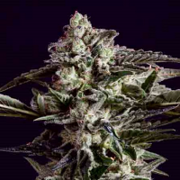 SuperCBDx Seeds NYC Diesel x SCBDx Feminized