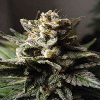 Paradise Seeds Durga Mata Feminized