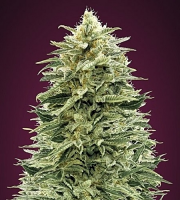 Auto Amnesia - Feminized - Advanced Seeds
