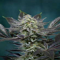 TGA Subcool Seeds Locomotion Regular