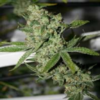 Connoisseur Genetics Seeds Super Silver Sour Diesel Haze Regular