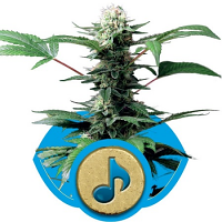 Dance World CBD – Feminized – Royal Queen Seeds