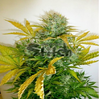 Flash Seeds Kush Van Stitch Auto Regular