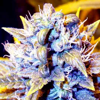 SuperCBDx Seeds Black Kush x SCBDx Feminized