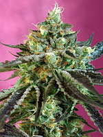 Sweet Seeds Sweet Nurse Auto CBD Feminized