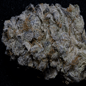Purple Punch - Feminized - 2023 Cannabis Seed Collection