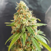 Kosher Kush – Feminized – Garden of Green
