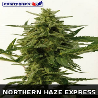 Positronics Seeds Northern Haze Express Auto Feminised