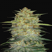 Original Auto OG Kush - Feminized - Fast Buds
