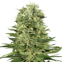 Skunk #1 Auto – Feminized – Sensi Seeds