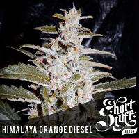 Shortstuff Seeds Himalaya Orange Diesel Auto Feminized