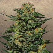 Green Crack – Feminized – Garden of Green