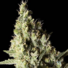 BlimBurn Seeds Narcosis Feminized