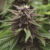 Royal Purple Kush CBD - Regular - Emerald Triangle Seeds