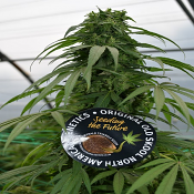 Mandarin Mimosa - Feminized - Emerald Triangle Seeds