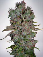 Ministry of Cannabis Seeds Auto Blueberry Domina Feminized