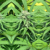 Green River - Regular - Pakalolo Seed