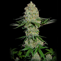 Sumo Seeds Silver Buddha Haze Feminized