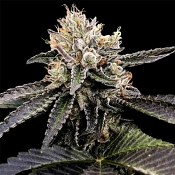 Cataract Cake - Feminized - DNA Genetics