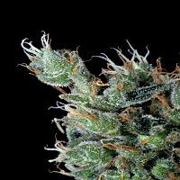 Delta 9 Labs Seeds Magnum Platinum Haze Feminised