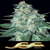 Samsara Seeds El Alquimista Feminized