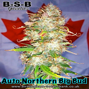 Northern Big Bud Auto - Feminized - BSB Genetics