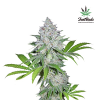 Californian Snow Auto – Feminized – Fast Buds