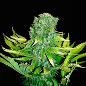 Auto Love Peace - Feminized - VIP Seeds