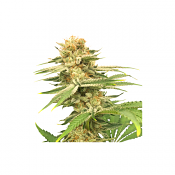 Friesland - Regular - Super Sativa Seed Club