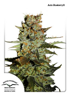 Auto Blueberry® - Feminized - Dutch Passion