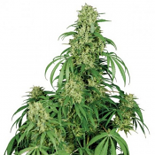 Calamity Jane - Feminized - Buddha Seeds