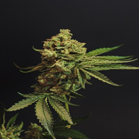 Rare Dankness Seeds Ghost Train Haze #1 Feminized