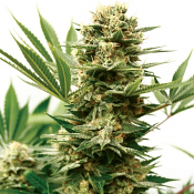 Mass Shooter Auto – Feminized – Garden of Green
