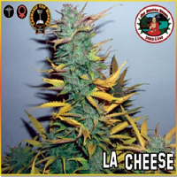 Big Buddha Seeds L.A. Cheese Feminized