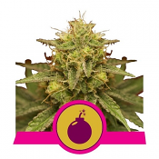 Royal Domina - Feminized - Royal Queen Seeds