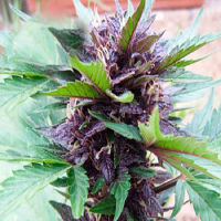 Cream of The Crop Seeds Narco Purps Auto Feminized