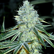 Mac - Feminized - Anesia Seeds