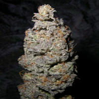 Next Generation Seeds Grapegod Regular