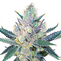 Bulk Seeds Blue Stilton Feminized