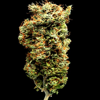 Delta 9 Labs Seeds Afghani Mazar I Sherif Regular