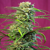Sweet Tai - Feminized - Sweet Seeds
