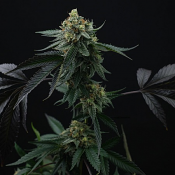 Lime Ozz - Feminized - Perfect Tree