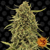 Barney's Farm Seeds Widow Remedy Regular