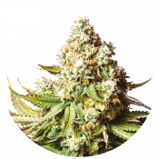 Bear Gorilla - Feminized - Yieldmonger