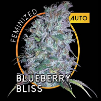 Vision Seeds Blueberry Bliss Auto Feminized