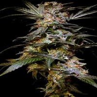 Bulk Seeds Black Rhino Feminized