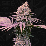London Mint Cake - Feminized - T.H.Seeds