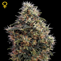 Green House Seeds Sweet Mango Auto Feminised