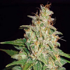 World of Seeds Medical Collection Mazar x White Rhino Feminized