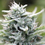 Magic Melon - Feminized - Humboldt Seed Company